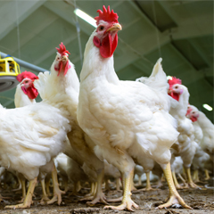 Advantages broilers