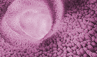 Butylin54_Intestinal-structure